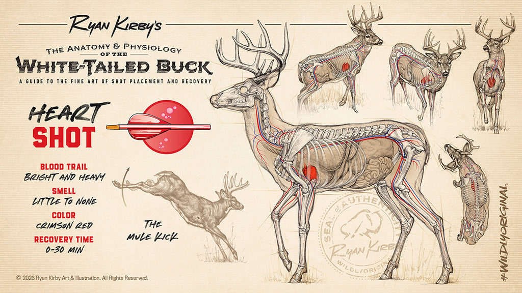 Ryan Kirby Art, Shot Placement, Whitetail Deer, Anatomy, Heart Shot