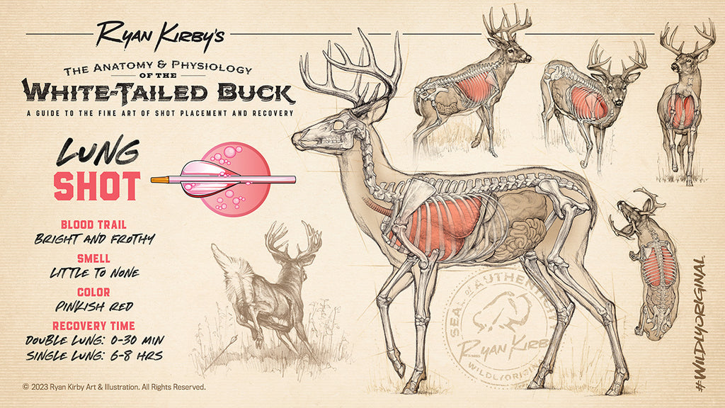 Ryan Kirby Art, Whitetail Buck, Anatomy, Lung Shot, Wait Time, Shot Placement