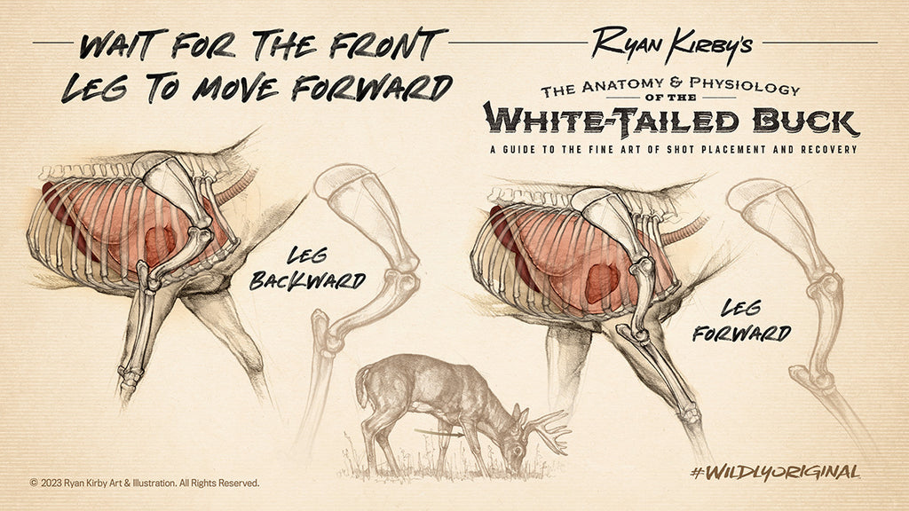 Ryan Kirby Art, Whitetail Deer, Anatomy, Shot Placement