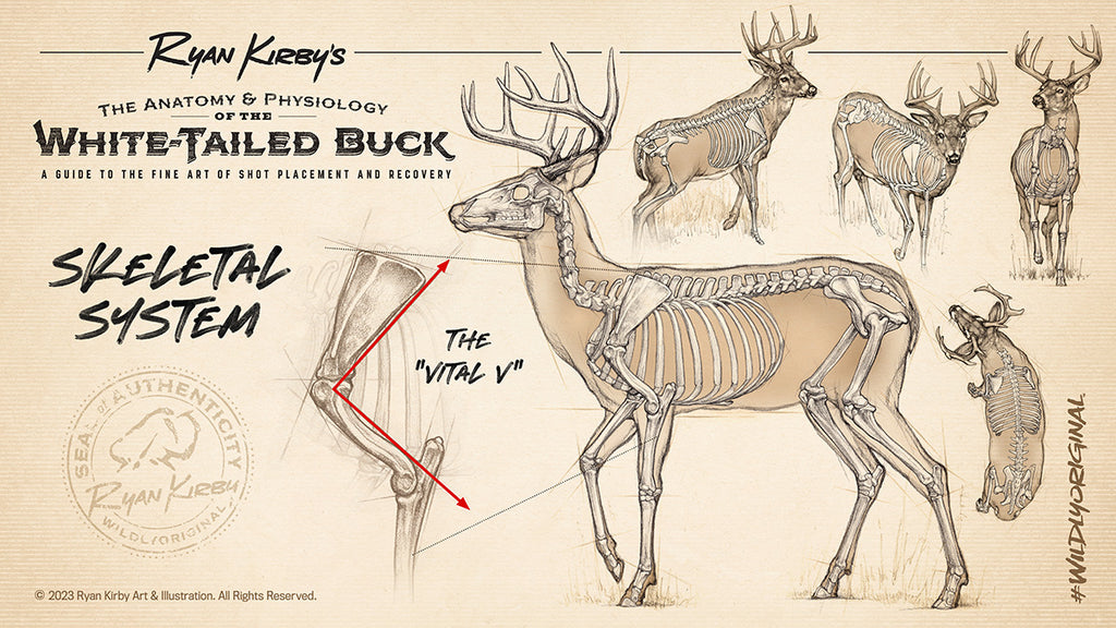 Ryan Kirby Art, Whitetail Buck Anatomy, Skeletal System