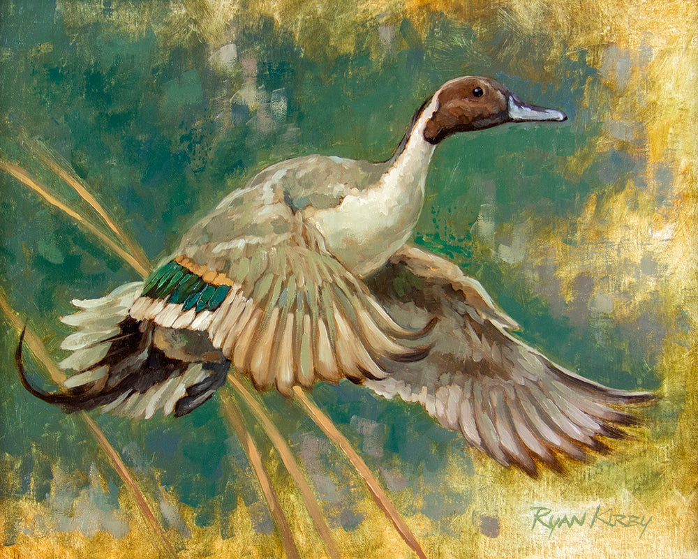 Ryan Kirby Prairie Pintail, 14x11, Oil on Linen