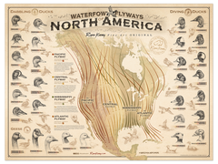 Waterfowl Flyways of North America