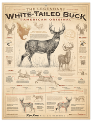 Whitetail Poster