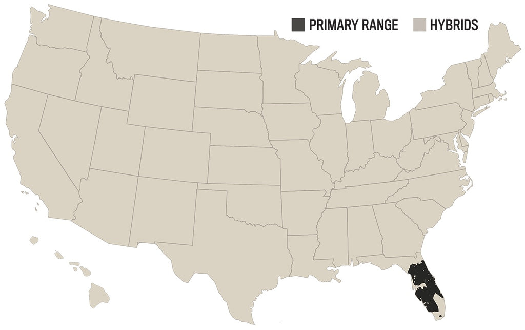 Ryan Kirby Osceola Wild Turkey Home Range