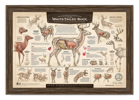 Anatomy and Physiology of the White-tailed Buck, Ryan Kirby Art, Bow Hunting, Shot placement