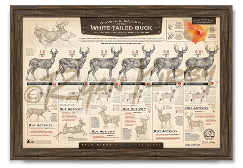 Growth and Maturity of the White-tailed Buck, Ryan Kirby Art, White-tail deer