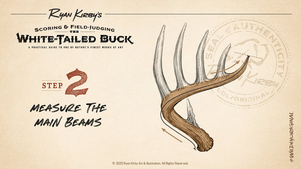 How to Score Your Whitetail, Measure Beams, Antlers, Ryan Kirby