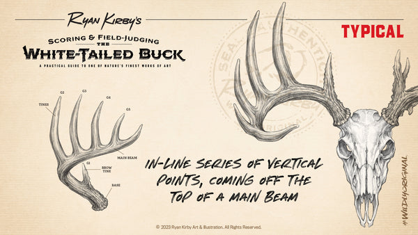 Typical vs Non Typical Antlers, Ryan Kirby, Whitetail deer