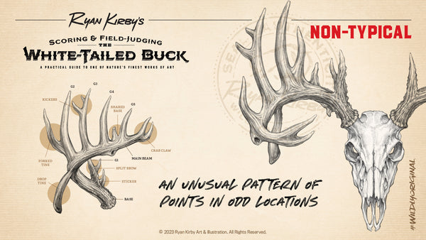 Typical vs Non Typical, Antlers, Whitetail deer, buck, Ryan Kirby