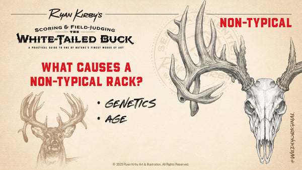 Typical vs Non Typical, Whitetail deer, buck, Ryan Kirby