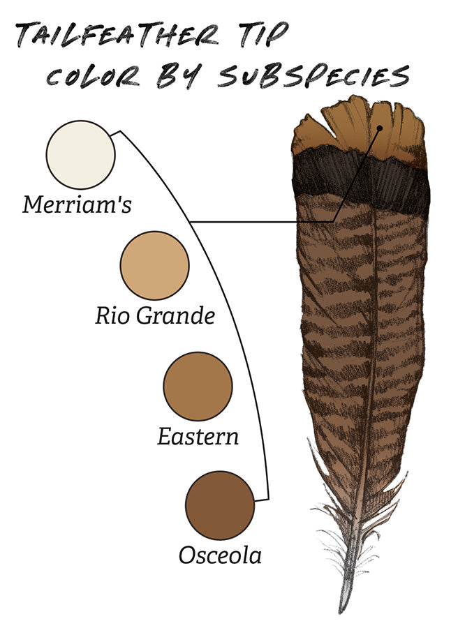 Ryan Kirby Wild Turkey Tail feather Colors
