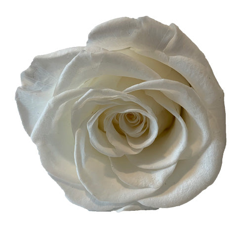 White Roses Redlands Fresh flowers