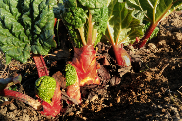 spring produce for cooking and baking