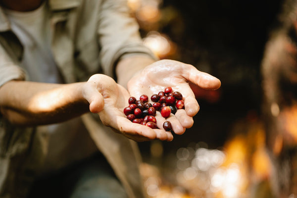 coffee beans in farmer's hand