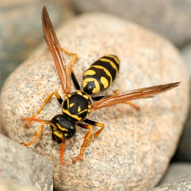 Stop Insects Rodents From Entering Your Attic Embersout