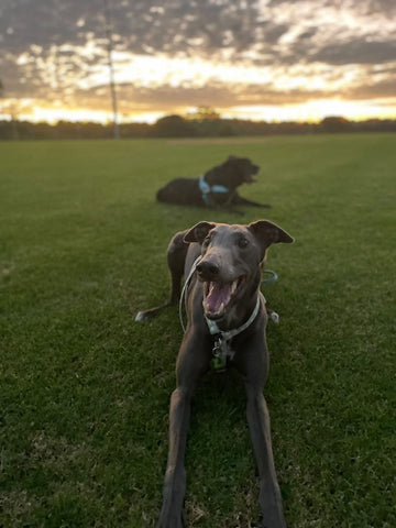 Blue greyhound on grass