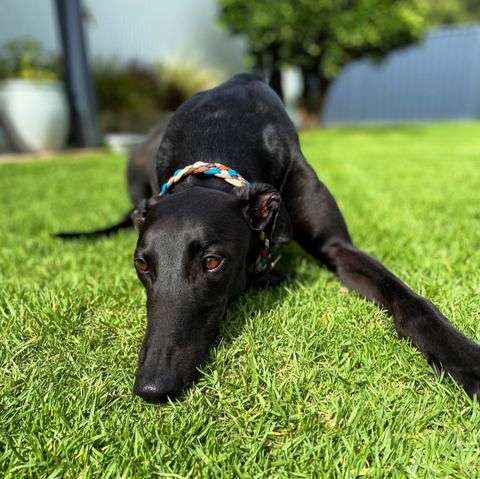 Rupert the Greyhound Happy Boi ambassador