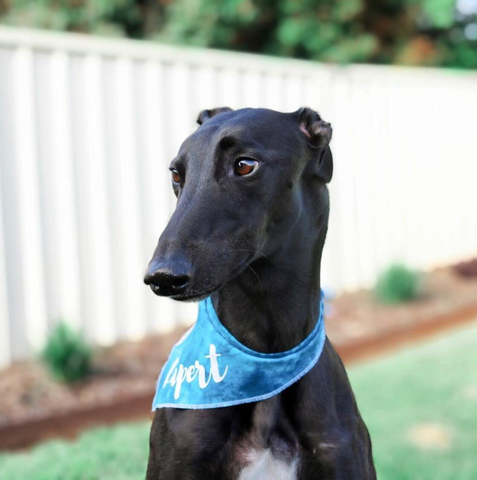 Greyhound wearing Happy Boi dog bandana