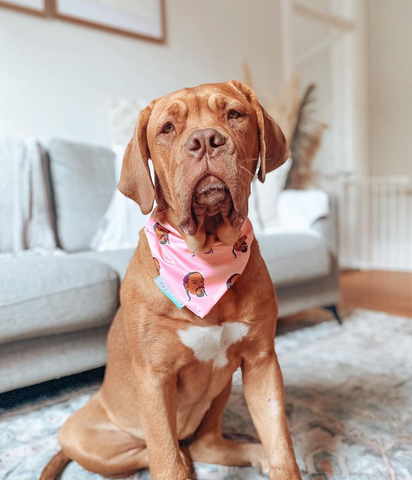 dogue de Bordeaux wearing a dog bandana