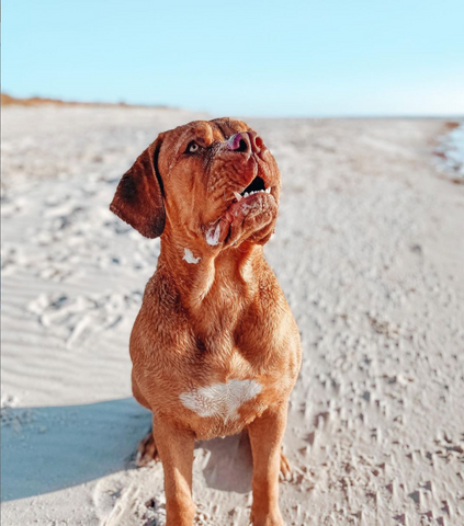 dogue de Bordeaux at the beach