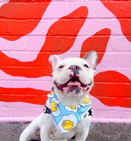 French bulldog wearing Happy Boi dog bandana made from recycled polyester