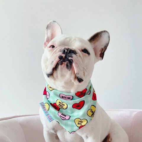 White Frenchie wearing a green gingham Happy Boi x Bellaboo collaboration tie on dog bandana