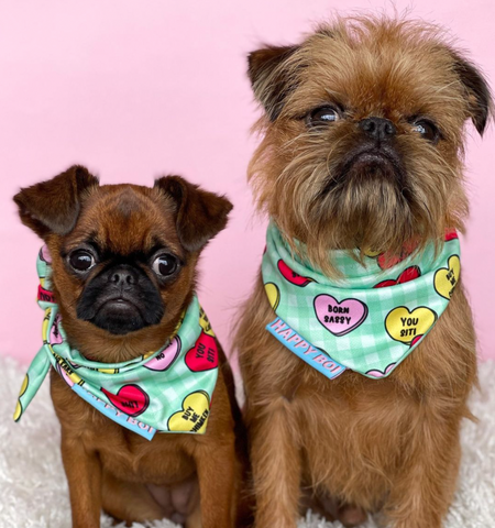 brussels griffon wearing Happy Boi x Bellaboo recycled polyester dog bandanas in green gingham and sassy hearts