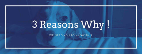 3 Reasons why you should choose petman wuf wuf.