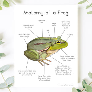 Frog Anatomy Poster - Green Urban Creative