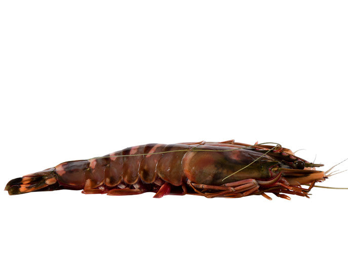Head On Collassal Tiger Shrimp Taste & Cooking Tips – The Lobster Place