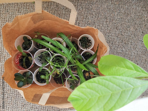 Plant propagations in a brown paper bags ready for a plant swap
