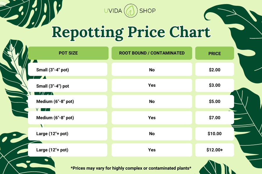Repotting Price Chart for Uvida Shop. Small pots (3"-4") range from $2.00 to $3.00. Medium pots (6"-8") range from $5.00 to $7.00. Large pots (12"+) range from $10.00 to $12.00. Prices may vary for highly complex or contaminated plants.