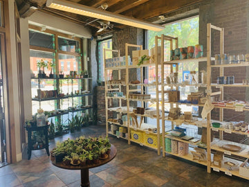 Wooden Clothes Pins – Uvida Shop: Boston's first Zero Waste Store