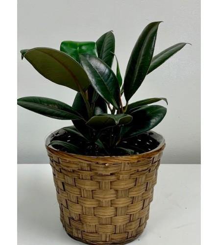 Vibrant Palm Rubber Plant in Brown Wicker Basket