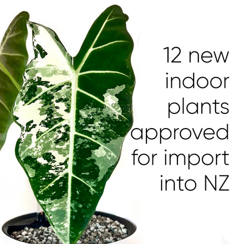 new-indoor-plants-approved-import-nz