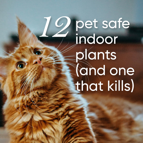 pet-safe-house-indoor-plants