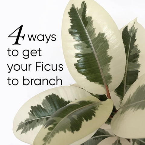 how-to-get-a-ficus-to-branch