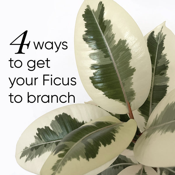 how-to-get-ficus-to-branch-out