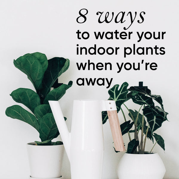 water-plants-when-away-holiday