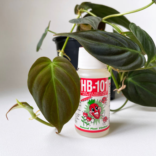Hb101 with velvet philodendron micans plant
