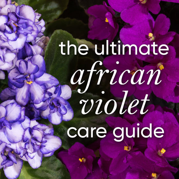 african-violet-care