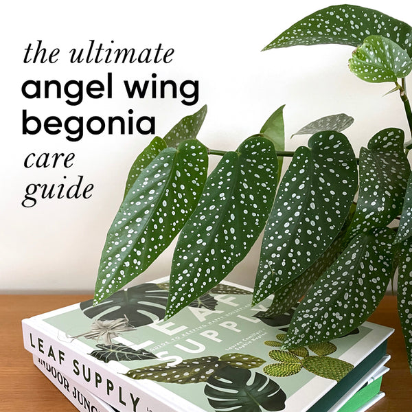 angle-wing-begonia-care