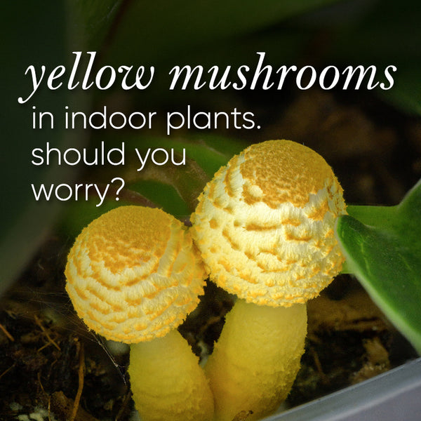 yellow-mushroom-in-houseplant