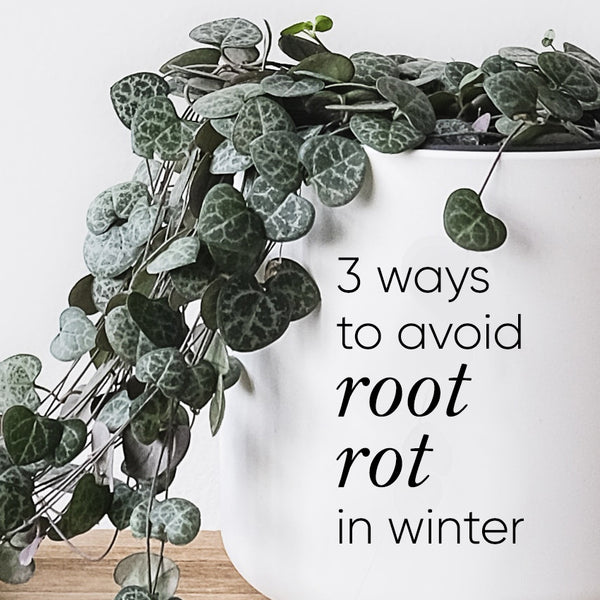 how-to-avoid-root-rot-in-winter