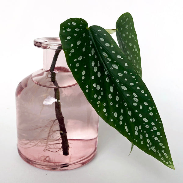 propagate-begonia