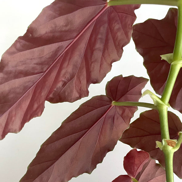 begonia-red-back-leaves