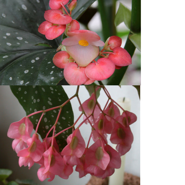 begonia-male-female-flowers