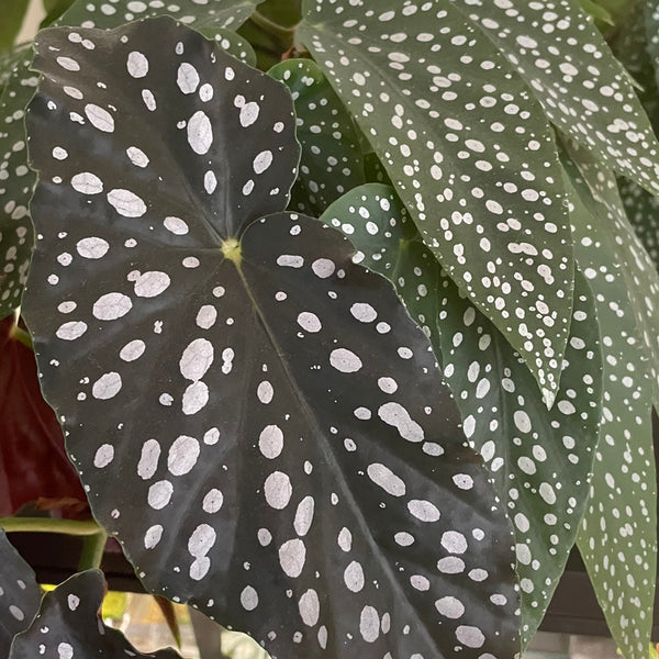 begonia-leaves