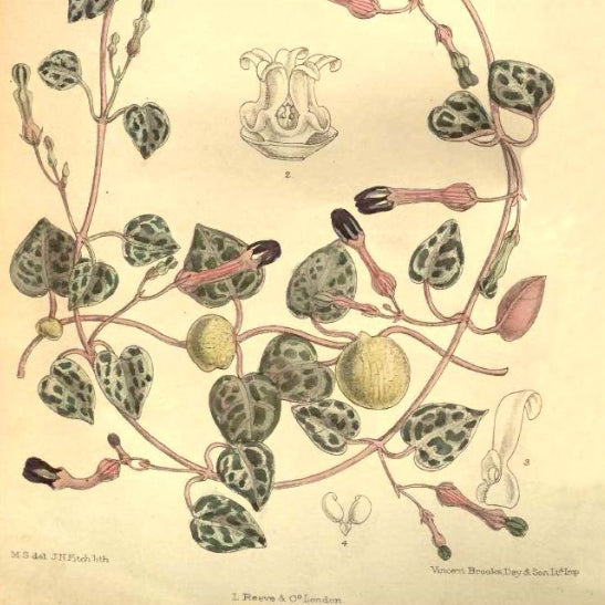 botanical-chain-of-hearts-ceropegia-woodii-wiki