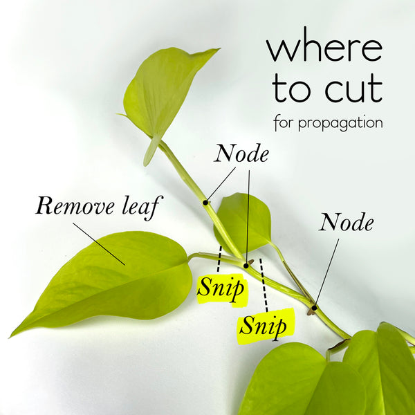 where to cut to propagate